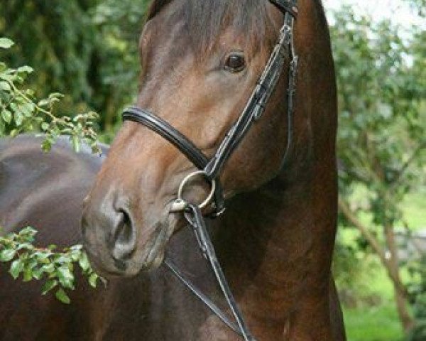 Springpferd Cristall Juwel (Rheinländer, 2008, von Cristallo I)