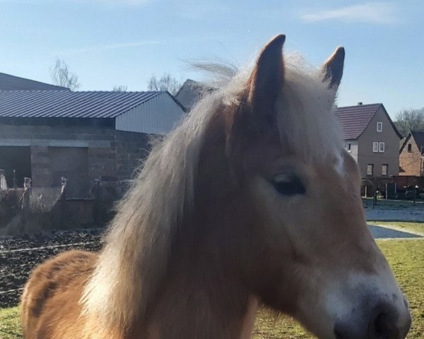 horse Halejulia (Edelbluthaflinger, 2021, from München 2010 (5,47% ox))
