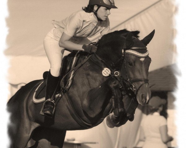 Springpferd Cora Lou F (Holsteiner, 2002, von Contendro I)