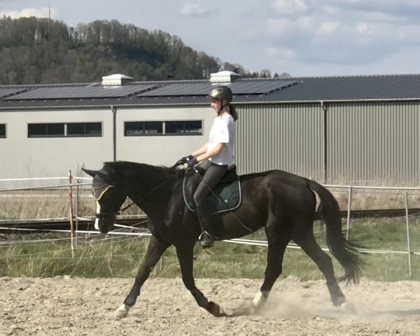 Dressurpferd Selina 39 (Trakehner, 1997, von Sarastro)