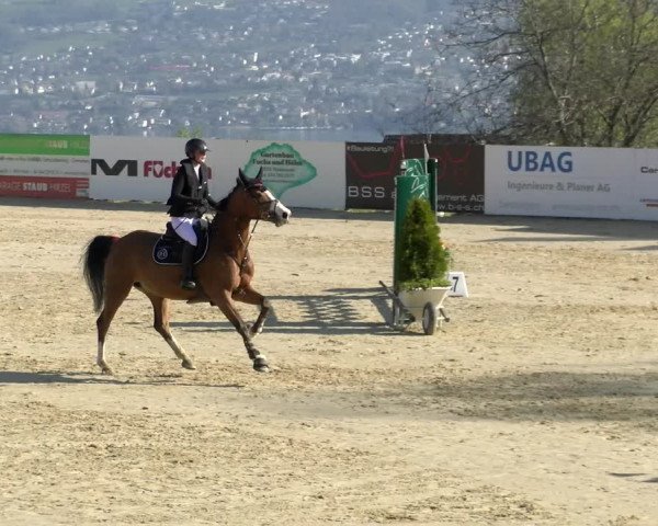Reitturnier Wädenswil 2022