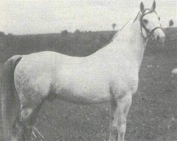 stallion Kohejl Ibn Mazepa 1920 ox (Arabian purebred, 1920, from Mazepa I ox)