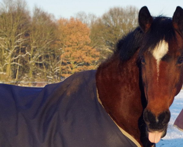 dressage horse Dasti (German Riding Pony, 1995, from Duktus)