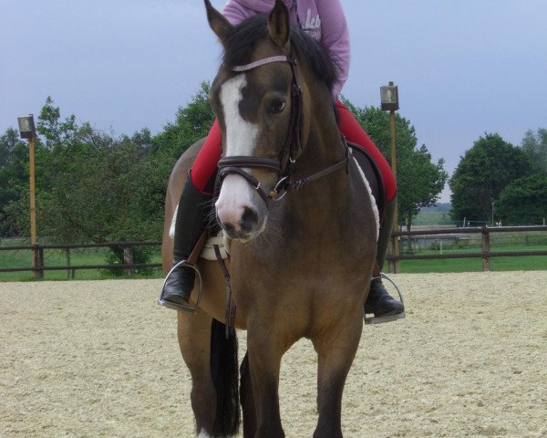 horse Coole Socke de Luxe (German Riding Pony, 2009, from Classic Dancer II)