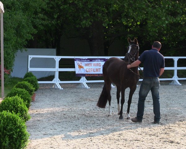 Zuchtstute Valeska V.H. (Deutsches Reitpony, 2010, von Valido's Highlight)