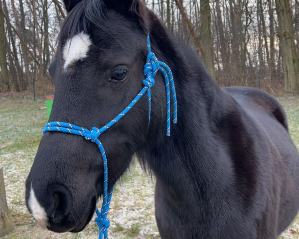 horse Lucina (German Riding Pony, 2012, from Calvados)
