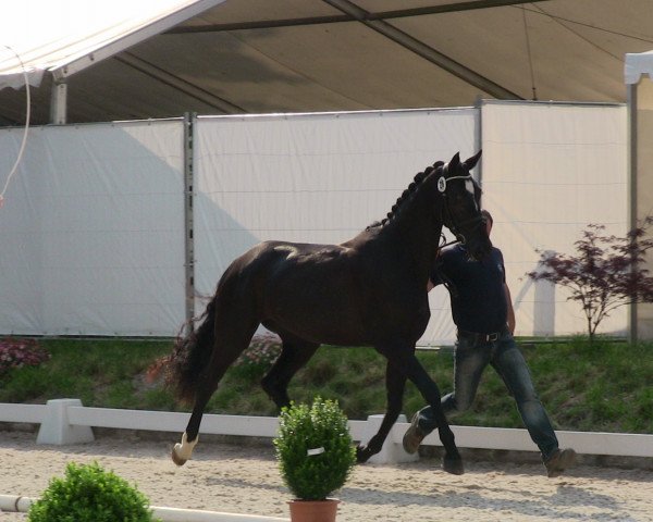 horse Skyfall (Westphalian, 2010, from Starnberg)
