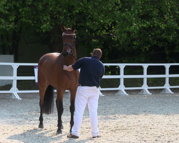 horse Best Step (Westphalian, 2010, from Blue Hors Bentley)