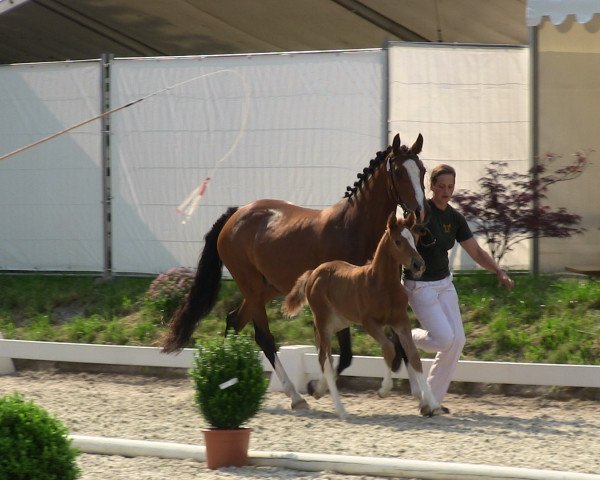 horse Hengst von FS Daddy Cool (German Riding Pony, 2013, from FS Daddy Cool)