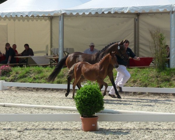 Pferd Hengst von Dimension AT (Deutsches Reitpony, 2013, von Dimension AT NRW)