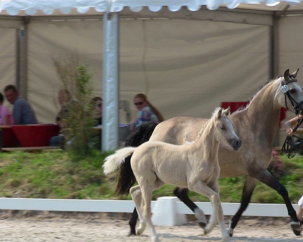Dressurpferd Dancing Vanilla SI (Deutsches Reitpony, 2013, von Donatelli) Dressurpferd Dancing Vanilla SI (Deutsches Reitpony, 2013, von Donatelli)