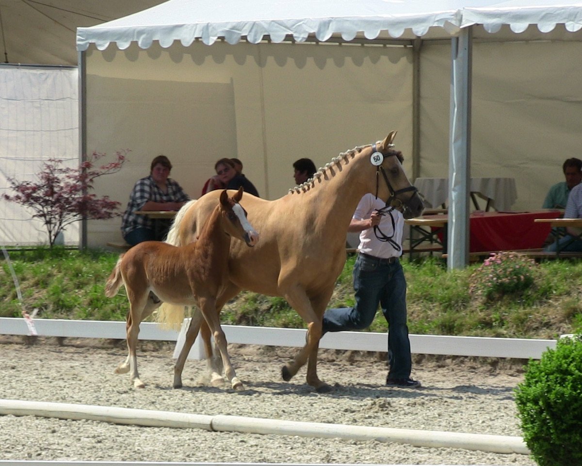 Pferd Dreamily Dancer (Deutsches Reitpony, 2013, von Dreidimensional AT NRW)