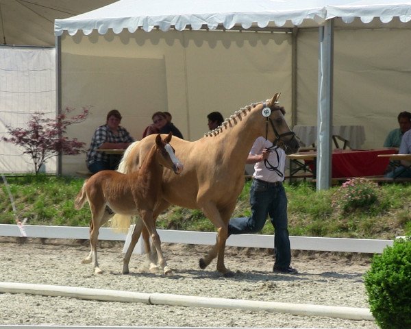 horse Dreamily Dancer (German Riding Pony, 2013, from Dreidimensional AT NRW)