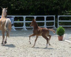 dressage horse Aischbachhofs Django Unchained (German Riding Pony, 2013, from Dreidimensional AT NRW)