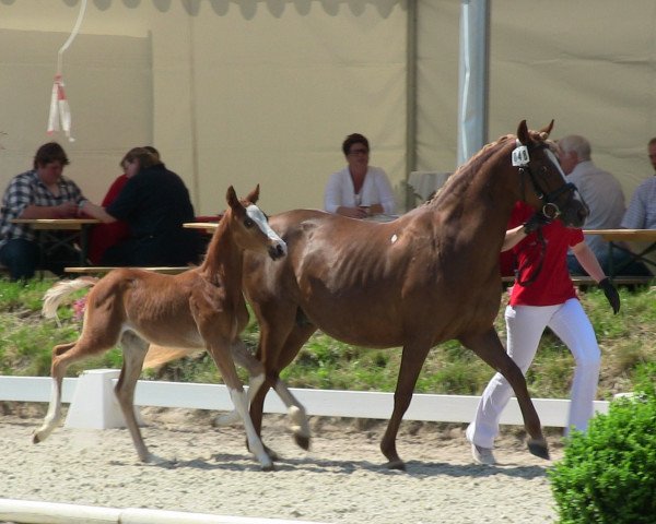 Pferd Hengst von Dreidimensional AT (Deutsches Reitpony, 2013, von Dreidimensional AT NRW)