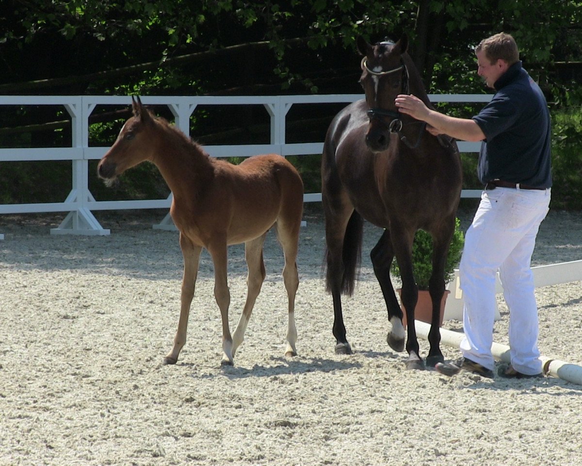 Dressurpferd Der Eine (Deutsches Reitpony, 2013, von Dreidimensional AT NRW)