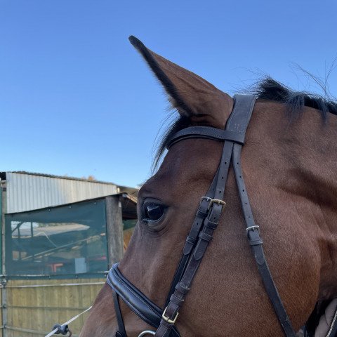 jumper S'Superman (Finnish Warmblood, 2017, from Cagliostro 161 FIN)
