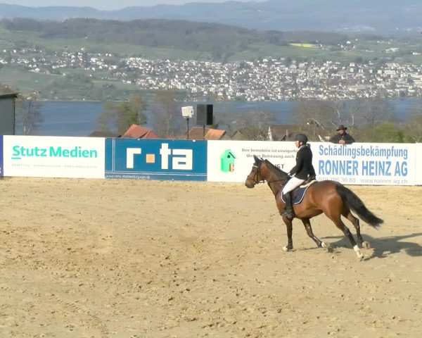 Reitturnier Wädenswil 2022
