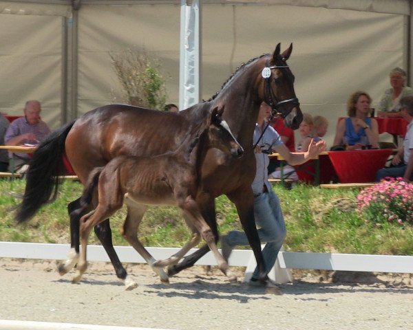 Pferd Dante Divinus NW (Westfale, 2013, von Dante Weltino Old)