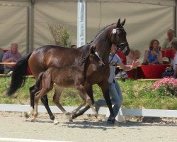 Pferd Dante Divinus NW (Westfale, 2013, von Dante Weltino Old)