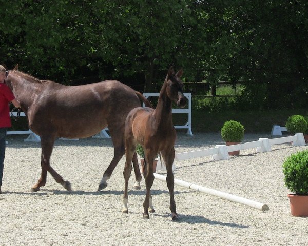 Pferd Diablo 132 (Westfale, 2013, von Demirel)