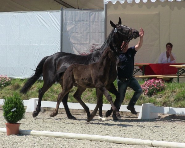 horse The Dark Temptation (Westphalian, 2013, from Tailormade Temptation)