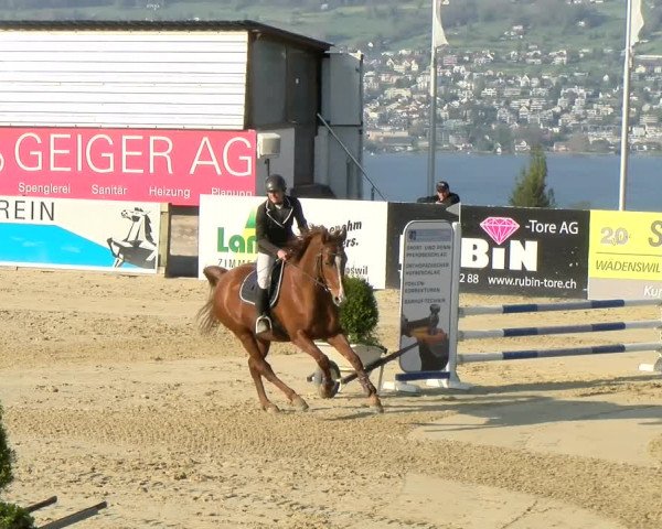Reitturnier Wädenswil 2022