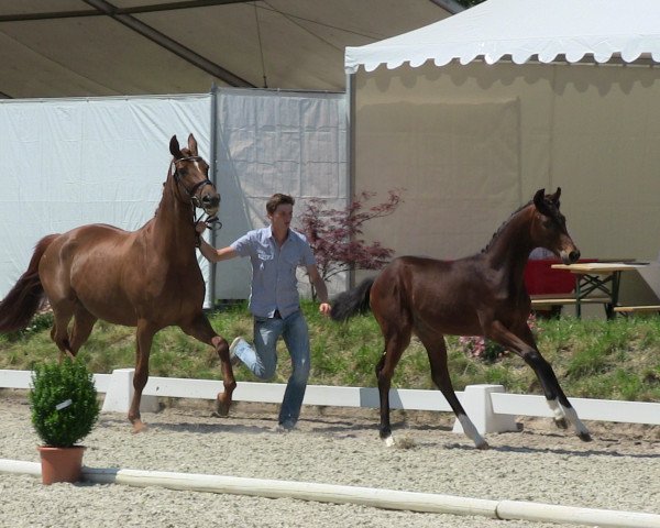 horse Hengst von For Romance (Westphalian, 2013, from For Romance I)