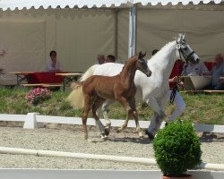 stallion Pikeur Llandudno (Westphalian, 2013, from Los Angeles)