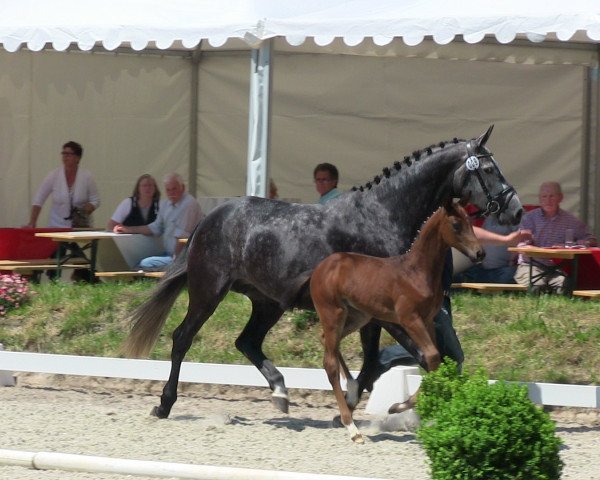 dressage horse Fascination (Westphalian, 2013, from Foundation 2) dressage horse Fascination (Westphalian, 2013, from Foundation 2)