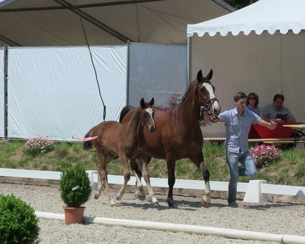 horse Stute von Son of Cologne (Westphalian, 2013, from Son of Cologne)
