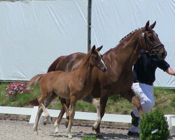 Pferd Stute von Sir Fidergold (Westfale, 2013, von Sir Fidergold)