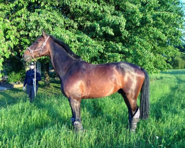 jumper Crown 4 (Holsteiner, 2002, from Coronado I)