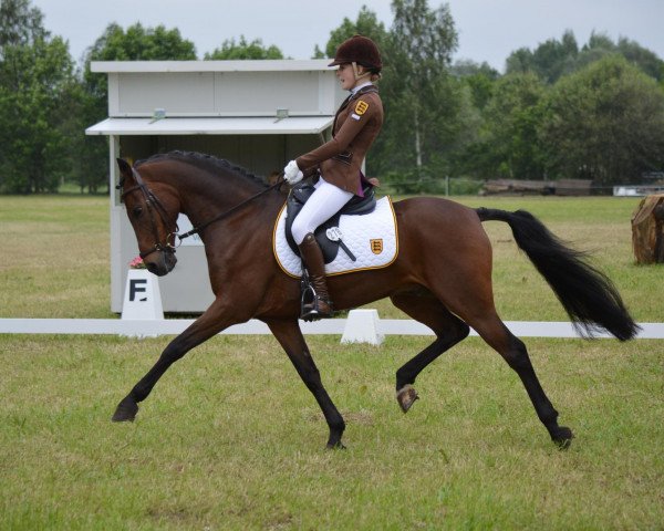 jumper Rocky 536 (German Riding Pony, 1998, from Oosteinds Ricky)