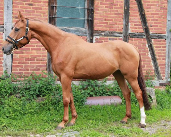 Zuchtstute Nation Girl (Deutsches Sportpferd, 2008, von Nikidam du Chateau)