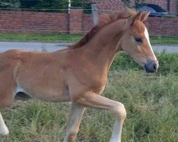 Pferd Hengst von Macchiato / Scuderia (Westfale, 2021, von Macchiato)