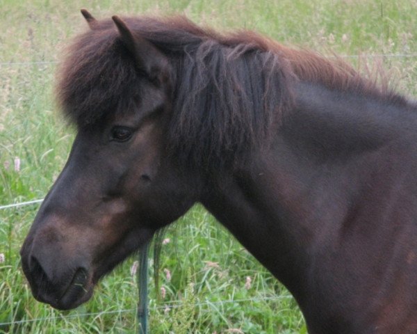 Zuchtstute Dunja von der Fuchsfarm (Islandpferd, 2001, von Tyr vom Falkenhof)