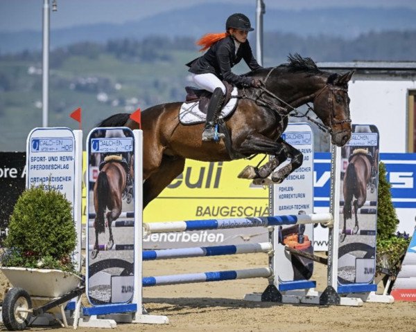 jumper Cascadeur II CH (Swiss Warmblood, 2008, from Casse-cou du Moulin)