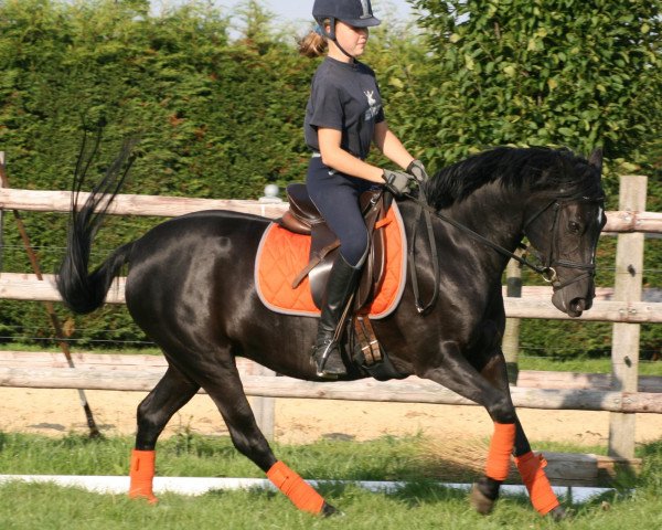 Dressurpferd Pretty in Pink 2 (Deutsches Reitpony, 2002, von Piccolo)