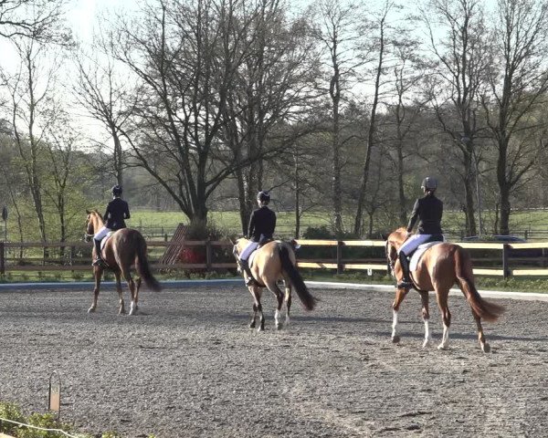Reitturnier Schwanewede 2022
