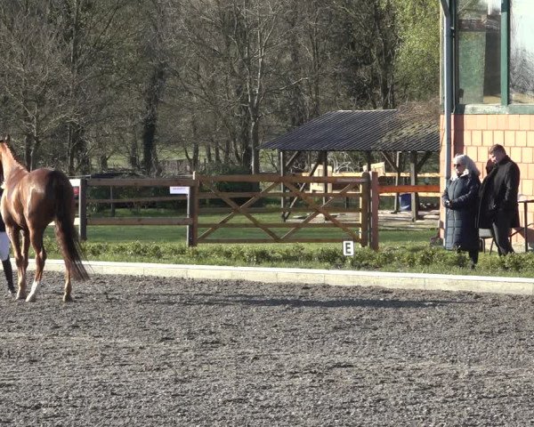 Reitturnier Schwanewede 2022