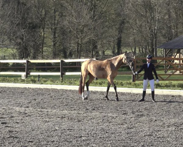 Reitturnier Schwanewede 2022