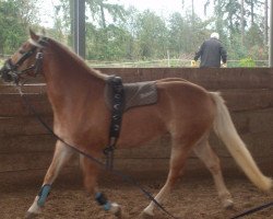 dressage horse Nissaja (7,81% ox) (Edelbluthaflinger, 2009, from Nevio)