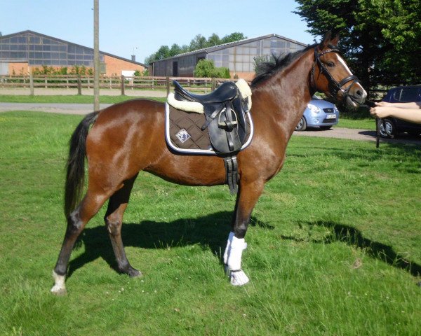 broodmare Cayla (German Riding Pony, 2009, from FS Cracker Jack)