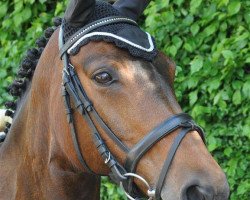 dressage horse Momo (German Riding Pony, 2000)