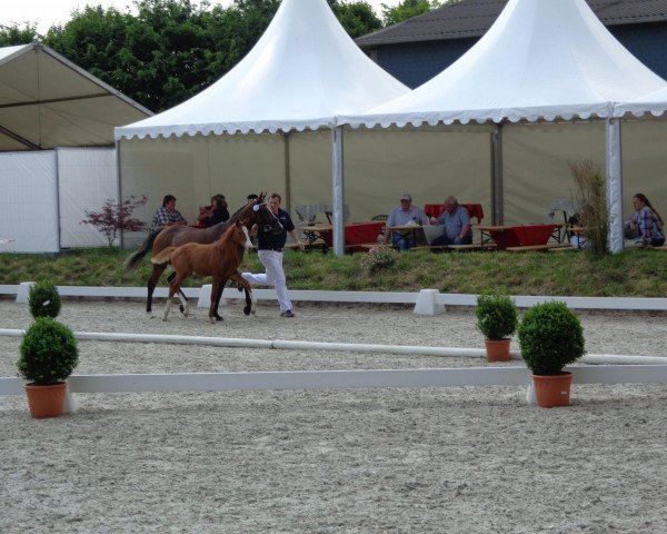 horse Hengst von FS Daddy Cool (German Riding Pony, 2013, from FS Daddy Cool)