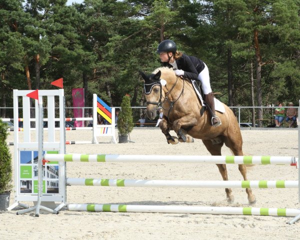 jumper Sternbergs Legally Blonde (Connemara Pony, 2014, from Arda's Murphy)