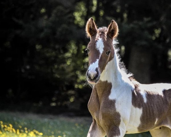 horse Gene of Insterrose RW (German noble blood horse, 2020, from Ghost of Manitu RW)