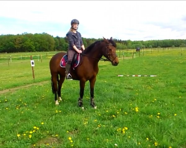 horse Cortina (Rhinelander, 2006, from Copilot 9)