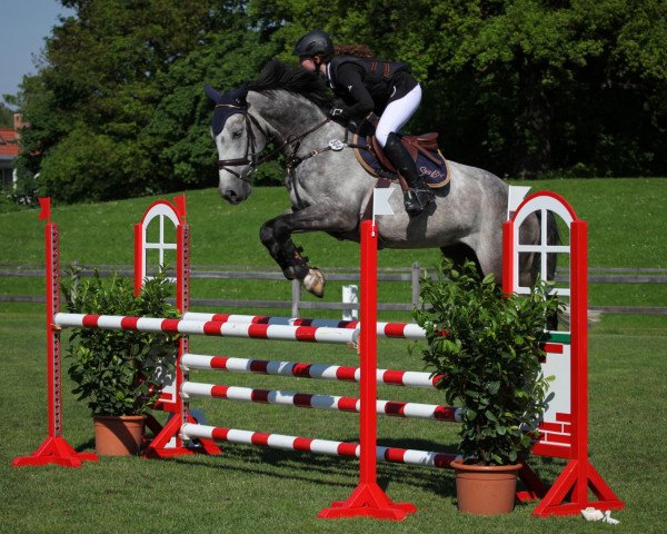 jumper Q Sieben 3 (Hanoverian, 2007, from Quite Capitol)